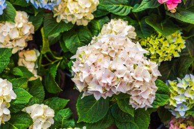 Bahçenin arka planında yeşil yapraklarla açan beyaz ortanca çiçeklerinin yakın görüntüsü. İsveç.