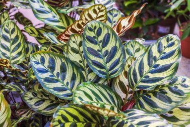 Goeppertia makoyana 'nın desenli yeşil yaprakları ve dekoratif çizgileri ile yakın görüntüsü. İsveç.
