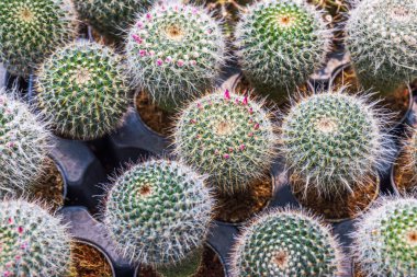 Keskin dikenleri ve doğal arka planda tomurcukları olan plastik saksılardaki küçük kaktüsleri yakından izleyin. İsveç.
