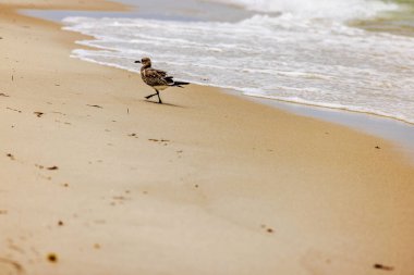 Atlantik Okyanusu 'nun arka planında kumlu sahilde yürüyen martıların güzel manzarası. Miami Plajı.