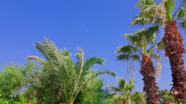 Sıcak kıyı ikliminde, yüksek palmiye ağaçları ve gür tropikal bitkilerin derin mavi gökyüzüne karşı yükselişinin güzel manzarası. Yunanistan. Rodos.