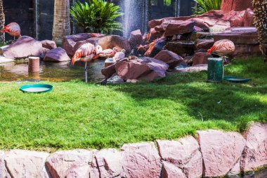 Tropikal parktaki şelaleli kayalık göletin yanında dinlenen pembe flamingoların güzel manzarası. Los Angeles Vegas 'ta. ABD.
