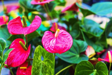 Canlı, pembe anthurium çiçeklerini, yemyeşil yapraklara karşı sarı spadix ile kapatın. İsveç.