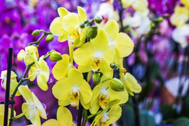Renkli, bulanık çiçek arkaplanı karşısında açan parlak sarı orkide çiçeklerinin yakın görüntüsü. İsveç.