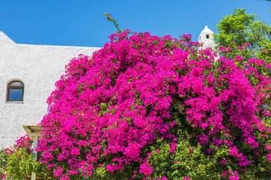 Mavi gökyüzüne karşı beyaz binanın yanında büyüyen begonvilli çiçeklerin güzel manzarası. Yunanistan.