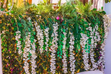 Doğal duvar dekorasyonu olarak büyüyen yeşil yapraklı beyaz salkım çiçeklerine yakından bakın. Kardamena. Yunanistan.