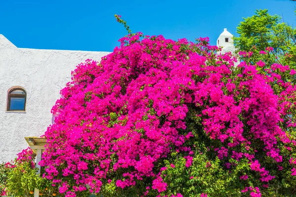 Mavi gökyüzüne karşı beyaz binanın yanında büyüyen begonvilli çiçeklerin güzel manzarası. Yunanistan.