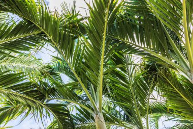 Bulutlu gökyüzüne karşı tropik palmiye yapraklarının yakın görüntüsü. Curacao.