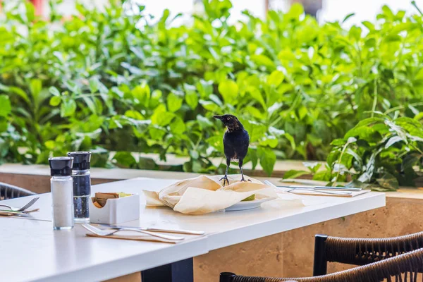 Restoran masasında yemek tabağında duran siyah kuşun otel terasında sağlıksız bir durum olduğunu gösteren görüntüsünü kapatın. Curacao.