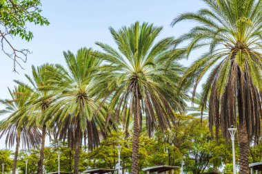 Beautiful view of tall palm trees against blue sky with white clouds. Curacao.