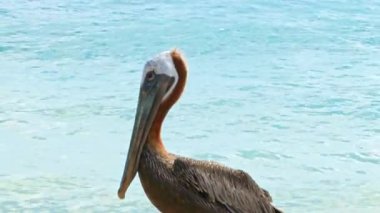Karayip Denizi 'nin berrak turkuaz sularının yanında duran kahverengi pelikanın yakın görüntüsü. Aruba.