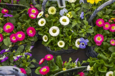 Renkli papatya ve nonoş çiçeklerinin güzel manzarası. İsveç.