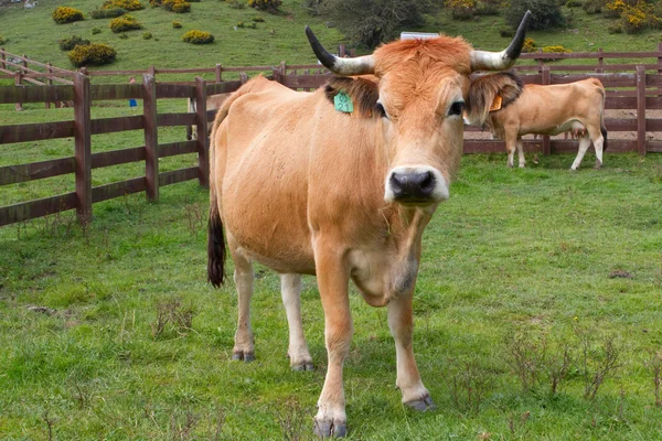 İspanya bir çayırda ücretsiz inek