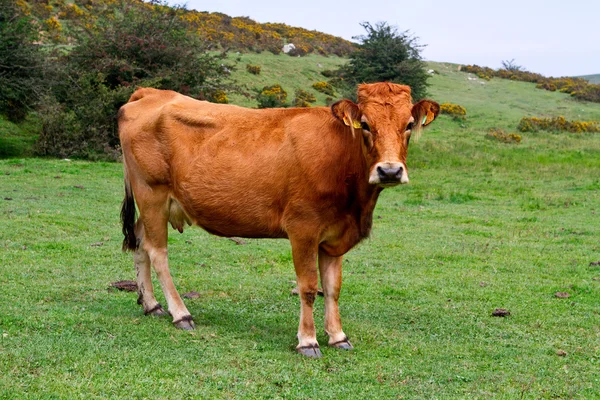 Freie Kuh auf einer Weide in Spanien Stockfoto