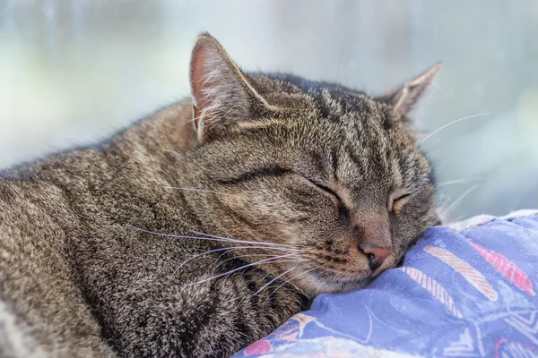 Sleeping cat at home — Stock Photo, Image