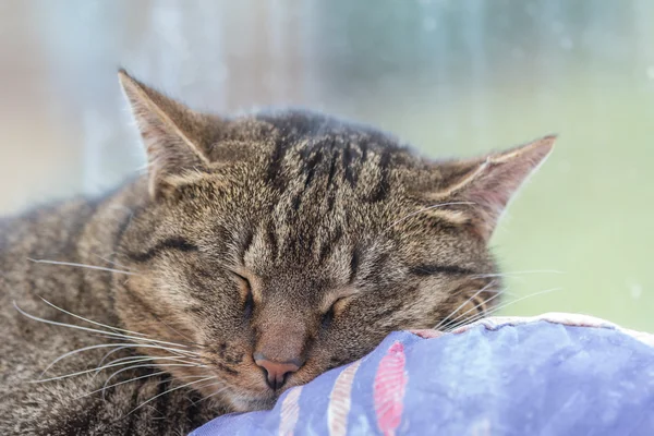 Relaxing cat closeup — Stock Photo, Image