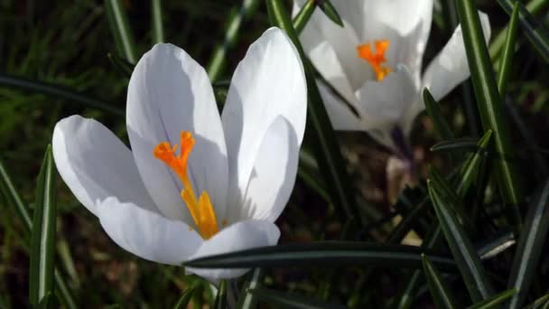 Pollinisation du safran blanc 