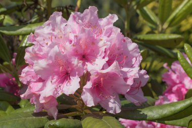 Ormangülü Pembe çiçek 