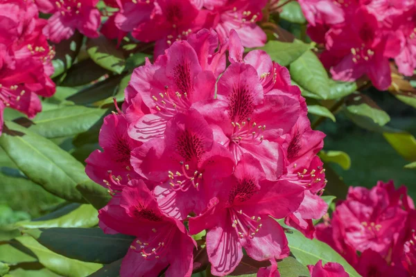 Różanecznik czerwony kwiat — Zdjęcie stockowe