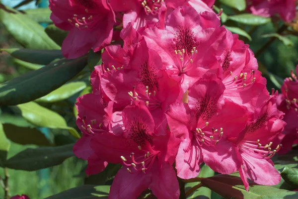 Rhodonendron czerwony kwiat zbliżenie — Zdjęcie stockowe