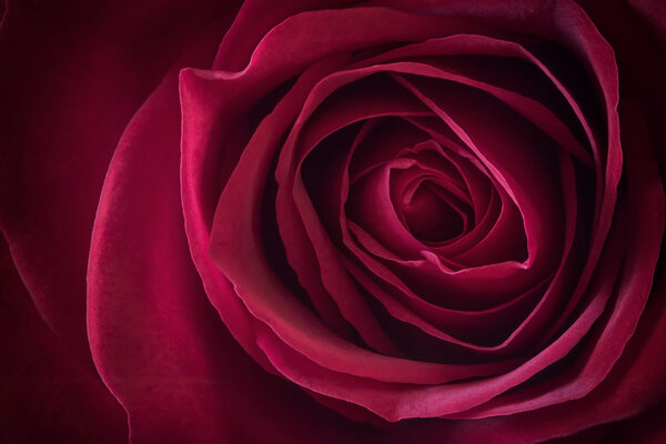 Dark red rose blossom closeup