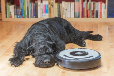 Tüylü köpek ve robotik elektrikli süpürge