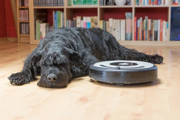 Black dog is lying next to the robotic vacuum cleaner — Stock Photo, Image