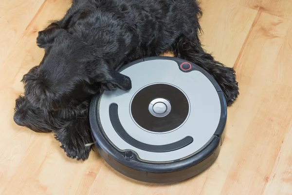 Aerial view of the dog and robotic vacuum cleaner — Stock Photo, Image