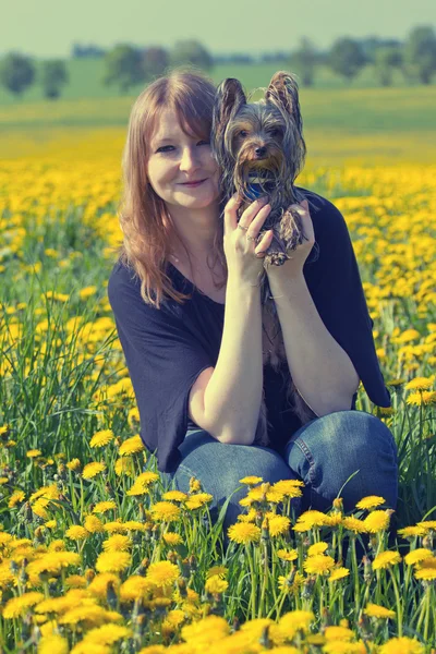 Young woman and Yorkshire terrier in dandelion meadow — Stock Photo, Image