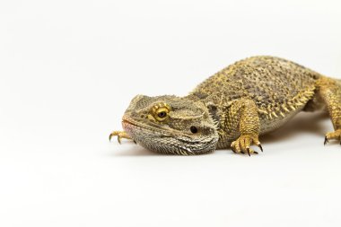 Agama kertenkelesinin yakın çekim görünümü 