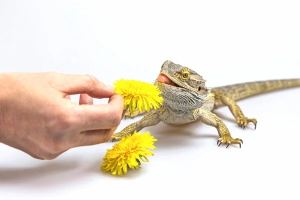 민들레 꽃으로 먹이를 주는 아가마 도마뱀 — 스톡 사진