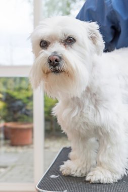 Köpek damat masa üzerinde duran beyaz. 