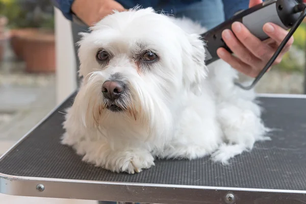 Вирощування собаки за допомогою електричної бритви — стокове фото