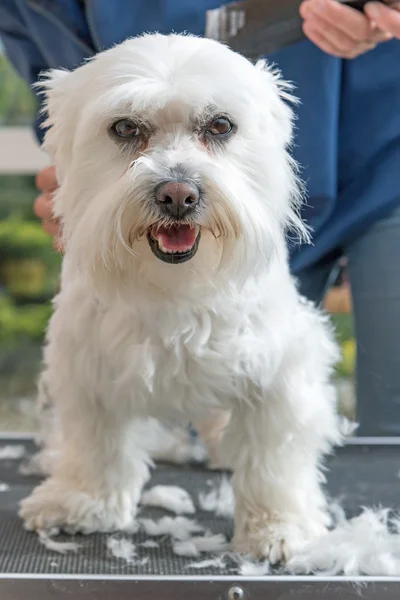 Grooming the head of white dog. Vertically. — Stock Photo, Image