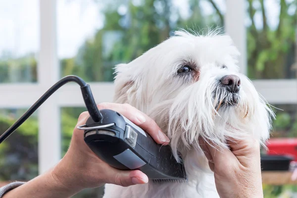 Grooming the neck of white dog — Stock Photo, Image