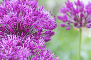 Yeşil zemin üzerine süs soğan