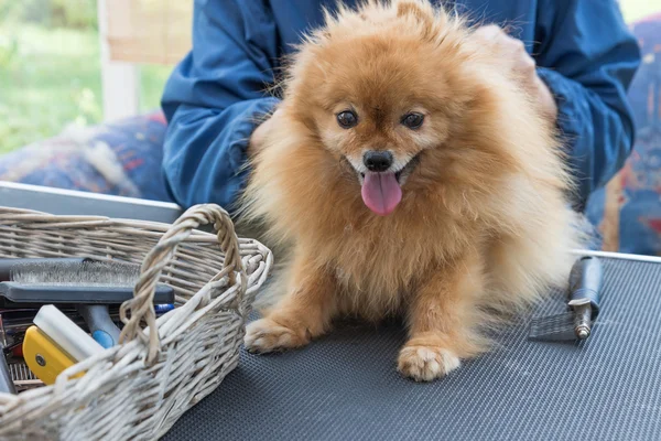 Pommerscher Spitzhund wird gepflegt — Stockfoto