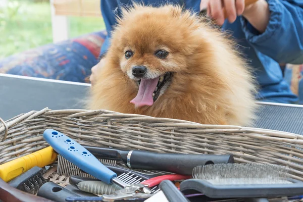 Pflegeausrüstung im Korb und Spitz-Hund — Stockfoto