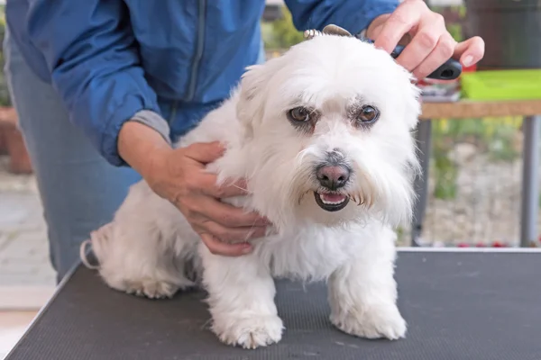 Kämmen des Kopfes eines weißen maltesischen Hundes — Stockfoto