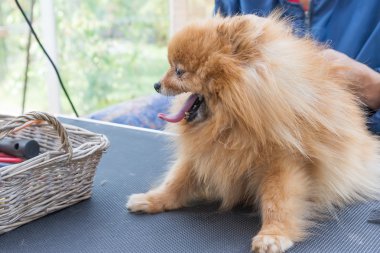Pomeranian Almanca Spitz damat yan görünüm 