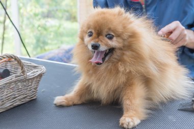 Bakımlı gülümseyen Pomeranian Almanca Spitz köpek 