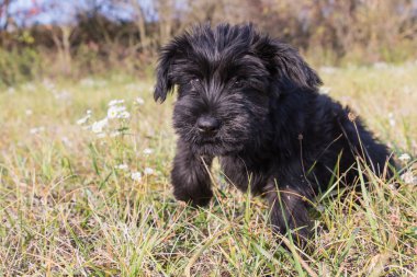 Dev siyah Schnauzer köpek yavrusu atlama 