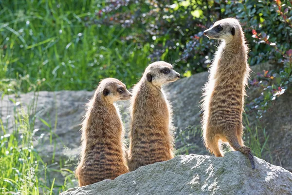 Trinità di Meerkats seduto su una roccia — Foto Stock