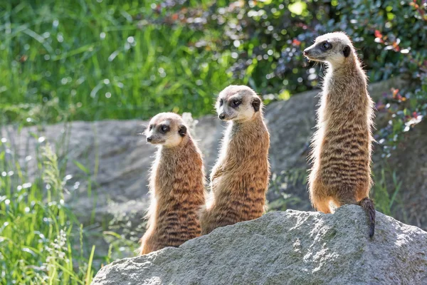 Υπέροχο τριάδα των Meerkats — Φωτογραφία Αρχείου