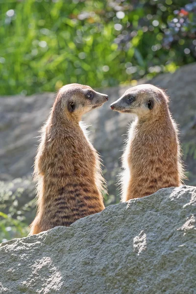 Par de Meerkats está mirando el uno al otro — Foto de Stock