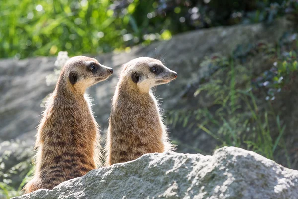 Par de Meerkats está sentado em uma rocha — Fotografia de Stock