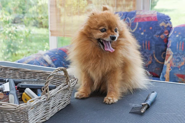 Pomerania Tedesco Spitz cane nel salone — Foto Stock