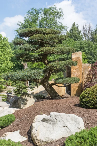 Kiefer im japanischen Garten — Stockfoto