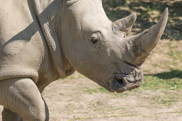 Het hoofd van de neushoorn — Stockfoto