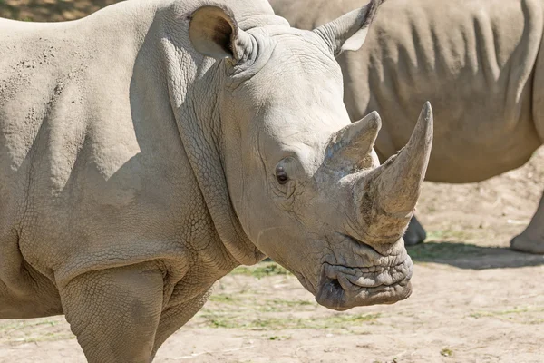 Het hoofd van de neushoorn — Stockfoto